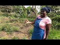 a look into linder keter s farm located in bomet county kenya.