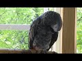 nakke grey parrot. kesää odotellessa