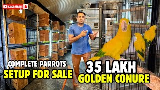 Golden Conure or Queen of Bavaria Conure | Parrots Setup For Sale | Oye Bhatti