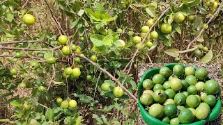 Native Guava