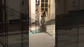 出たら怒られると思っている犬の動画#Shorts