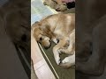 【ゴールデンレトリバー】大型犬　毎朝の二度寝　羨ましい毎日　＃shorts