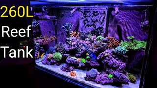 260L Stunning Mixed Reef Aquarium 🐠🐠🐠