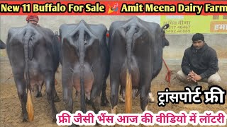 फ्री जैसी भैंस आज की वीडियो में लॉटरी 👌11 भैंस बिकाऊ!! दुध 12 से 20 लीटर 🎉  Amit Meena Dairy Farm