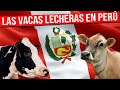 🔴 VACAS LECHERAS En  Perú Descubre el Secreto de la Leche de Calidad ✅ Gado Leitero