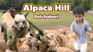 EP:13 Alpaca Hill สวนผึ้ง จ.ราชบุรี (1/8/66)