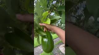 আমেরিকার ফ্লোরিডা এই ফলের জন্য বিখ্যাত। Avocado🥑