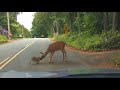 Il cucciolo di cervo cade in mezzo alla strada, la mamma lo aiuta così a...