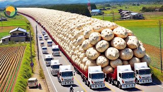 How Japanese Farmers Harvest Sweet Potatoes: Shochu Processing Factory | Farming Documentary