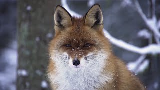 Fuchs und Marderjagd am Berg