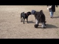 20130211堺浜dogrun