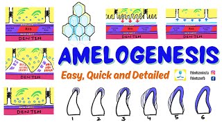 Amelogenesis | Enamel Formation | Stages of Amelogenesis | Enamel Proteins | Rod and Interrod Enamel