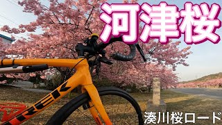 河津桜でこんにちは🌸湊川の河津桜を堪能サイクリングに行って来ました🤣［ロードバイク］［サイクリング］［河津桜］［湊川］［花見］［emonda ALR4］