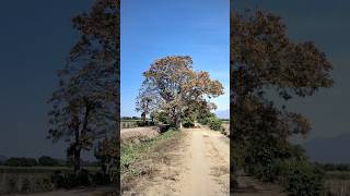 El árbol Erythrina fusca  (Ahuijote) El Salvador.