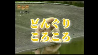 唱歌學日語 - 日本童謠 2-22 どんぐり ころころ - 橡果滾呀滾呀