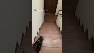 【本日のチャッピー】#猫#保護猫#おばあちゃん猫#階段#ゆっくりバージョン#癒し