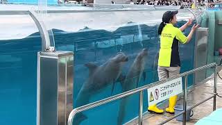 名古屋港水族館のイルカのトレーニング