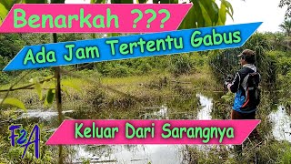 Uji Jam Ketika Gabus Keluar Sarang Mancing Casting Haruan di Rawa Sendirian