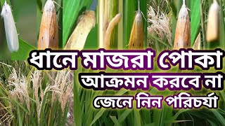 ধানের মাজরা পোকা দমনে করনীয়|| ধানের মাজরা পোকা দমনে উপায়| ধানের মাজরা পোকা দমনে ঔষধ| ধানের পরিচর্যা|