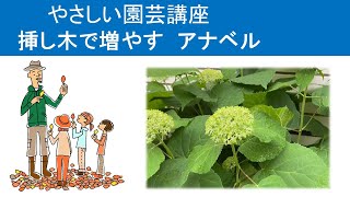 やさしい園芸講座　「挿し木で増やす　アナベル」