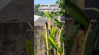 গ্রামের বাড়িতে ছাদবাগানে ড্রাগনের চাষ  ❤️ #village #dragon #ড্রাগন #ছাদবাগান