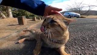 腰トントンすると大きな声を上げる野良猫がカワイイ