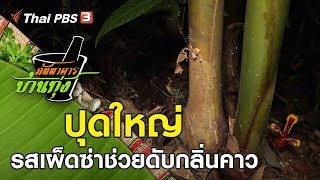 ปุดใหญ่ : ภัตตาคารบ้านทุ่ง (5 ต.ค. 62)