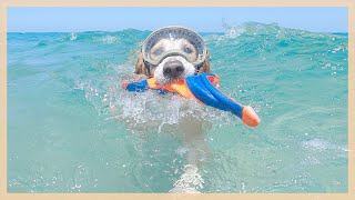 Retriever swims in the ocean for the first time - Summer Holiday in Donghae (The East Sea)🤿