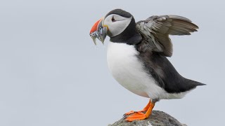 Welcome to Puffin Island [4K UHD]