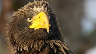 Why The Temperature of the Sea is Important for Sea Eagles