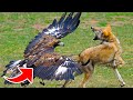 What Is This Hunting Method Of Eagles Called? | Wild World Official1