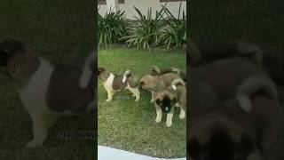 #americanakita PUP'S FOR SALE | FURTHER DETAILS ON MY DESCRIPTION.#shorts#shortvideo#trend#akita#dog