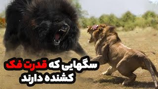 سگ هایی که کشنده ترین قدرت فک رو دارند 🔴 خطرناک ترین سگ های جهان