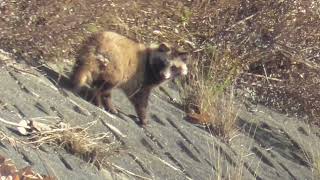 N0001　大分川　タヌキのカップル　Oita River　Raccoon Dog Couple