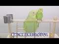 【インコの性格が悪い 】イライラする原因3選 急に変わるのには原因があります~コザクラインコ・セキセイインコ~budgerigar