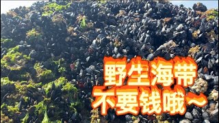 赶海，捡野生海带pick up kelp free