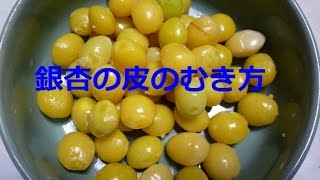 銀杏（ぎんなん）の皮のむき方　皮むきのコツ