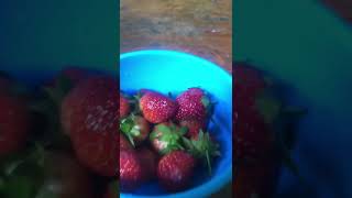 Makan Starawberry Enak Asem #makan #anak #strawberry #shorts