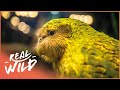 The World's Strangest And Heaviest Parrot | Modern Dinosaurs | Real Wild