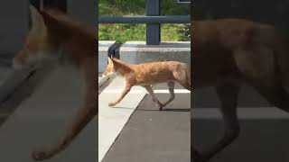 ついに捉えた，キタキツネ！しっぽが長くてふさふさ❗️🦊（北海道羅臼町で） I finally met a red fox ! In Hokkaido Japan !  #キタキツネ #北海道