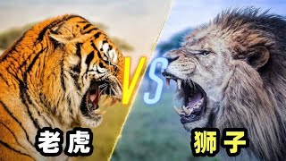 狮子vs老虎，当猫科一哥遇到猫科二弟，谁会笑到最后呢？