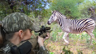 Wild African Zebra {Catch Clean Cook} Hunters are the Real Conservationist