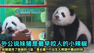 大良外公直播时蛐蛐小妹猪，说妹猪是最凶的小辣椒，是长隆11只出生大熊猫中最早咬人#大熊猫妹猪 #panda #판다 #cute #cutepanda