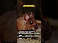 3 Fakta unik tikus #faktamenarik #explore #shortvideo