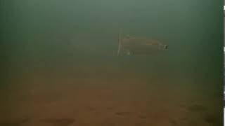 Mugil cephalus (Flathead grey mullet)