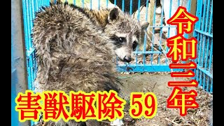 2021.5.17　害獣駆除　アライグマ59