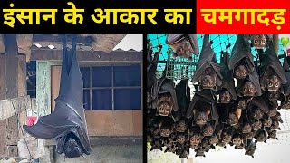 इंसान के आकार का चमगादड़ | Human Sized Bat | TFCS EP4   #shorts