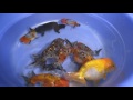 calico ranchu for goldfish tanks u0026 ponds 1 2