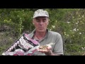 mainlinebaitstv dave lanes chopped bait top tip