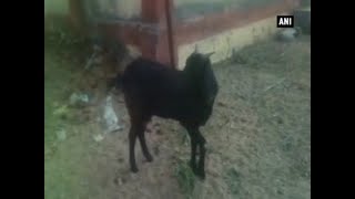 Viral Video: Chhattisgarh police arrest goat for grazing in a judge's house